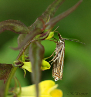 Crambus-lathoniellus an Wachtelweizen