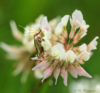 Crambus-pascuella-an-Weißklee