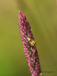 Dichrorampha petiverella 