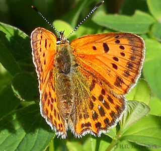 Dukatenfalter Weibchen