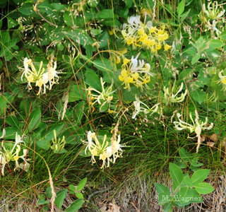 Geissblatt---Lonicera-japonica