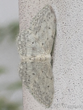 Grauer Zwergspanner Idaea seriata