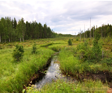 Großer-Eisvogel-Habitat