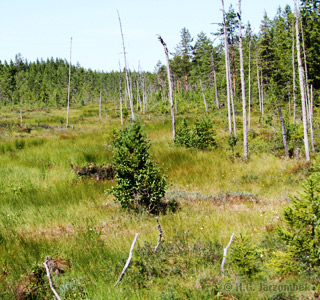 Habitat-von-Coenonympha-tullia