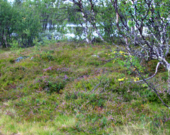 Härjedalen-Habitat