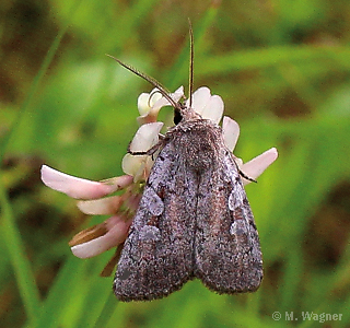 Hausmutter-an-Rotklee