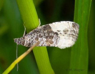 Hedya pruniana