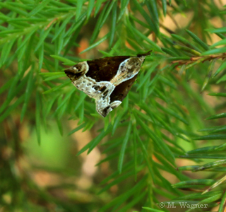 -Heidelbeer-Schnabeleule--Hypena-crassalis