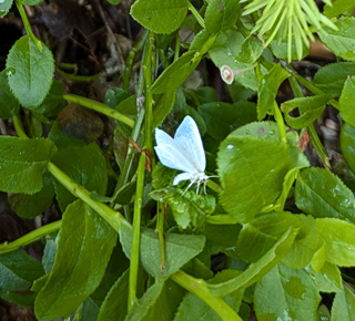 Jodis lactearia lateral
