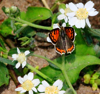 Kleiner-Feuerfalter an Doldiger Wucherblume