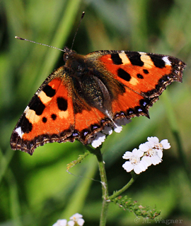 Kleiner-Fuchs-an-Schafgarbe