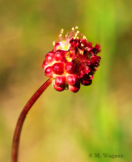 Kleiner-Wiesenknopf-(Sanguisorba-minor)