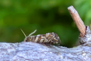 Lobesia quaggana