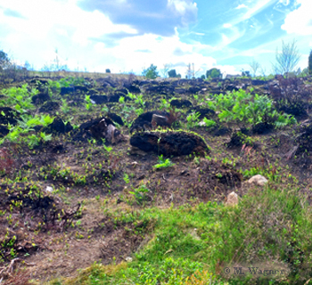 Naturreservat-Bjoersakra-Boelinge