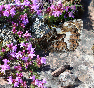 Ockerbindiger-Samtfalter an Wolligem Thymian