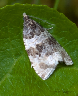 Orthotaenia undulana dorsal