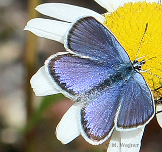 Plebejus argus 