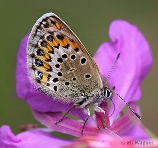 Plebejus-argus-Weibchen-lateral