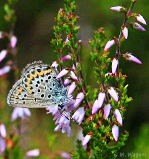 Plebejus-argus an Besenheide