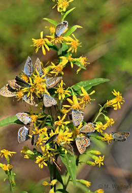 Plebejus-argus_Goldrute