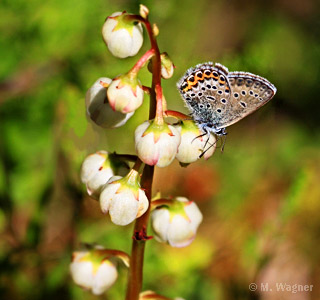 Plebejus-argus an Rundblättrigem Wintergrün