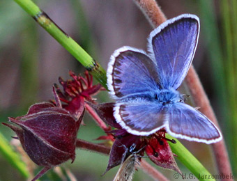 Plebejus-argus_Sumpf-Blutauge