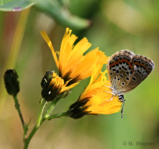 Plebejus-argus_Wald-Habichtskraut