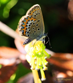 Plebejus-argus_Weibchen_Nickendes-Wintergrün