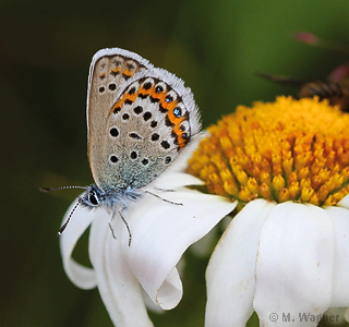 Plebejus-argus_female