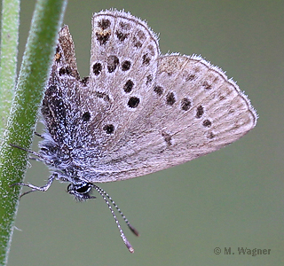 Plebejus-optilete-Weibchen