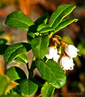 Preiselbeerblüte