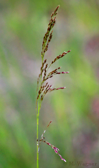 Rasen-Schmiele-Deschampsia-cespitosa