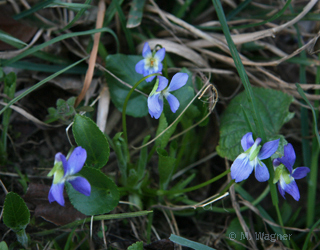 Wald-Veilchen-(Viola-reichenbachiana)