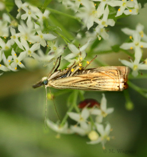 Rispengraszünsler-an-Wilder-Möhre