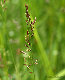 Rohrglanzgras-Phalaris-arundinacea