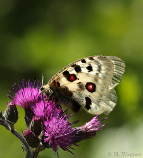 Roter Apollofalter sagt an Kratzdistel