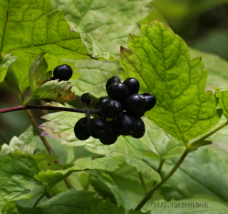 Roter-Hartriegel-(Cornus-sanguinea)