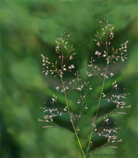 Rotes Straussgras Agrostis capillaris