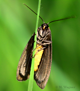 Rotkragen-Flechtenbär-am-Grashalm