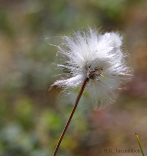 Scheiden-Wollgras Eriophorum vaginatum