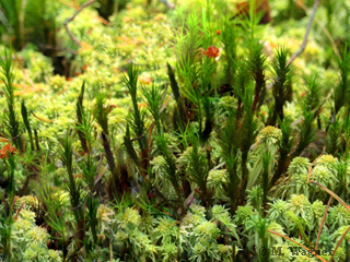 Schmalblättriges-Torfmoos-Sphagnum-angustifolium