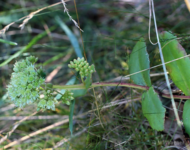 Sedum telephium