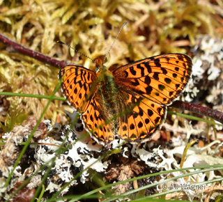 Silberfleck-Perlmuttfalter---Boloria-euphrosyne