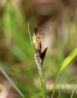 Sumpf-Segge-Carex-acutiformis