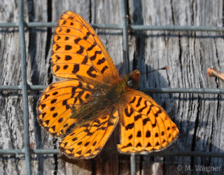 Veilchen-Perlmuttfalter dorsal.
