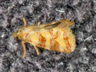 Wacholderwickler-Aethes-rutilana
