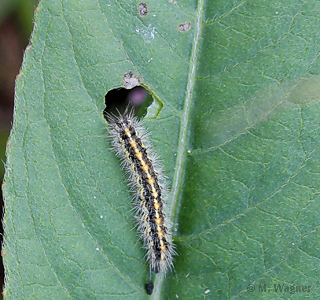 distelfalter-raupe-an-nachtkerze