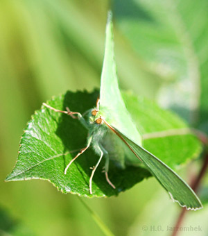 Grünes-Blatt