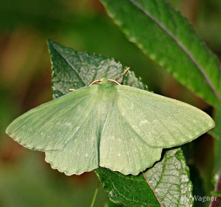 Grünes-Blatt