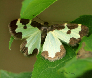 vogelschmeißspanner dorsal.